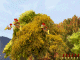 Moorhuhn Shooter